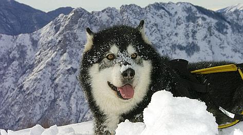 Anut, Alaskan Malamute Anut, Alaskan Malamute